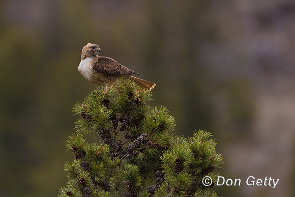Red-tailed Hawk