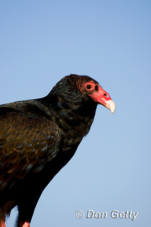 Vulture_T_D4B7206