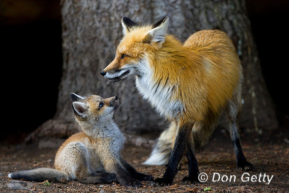 Fox_Red_D4B8466