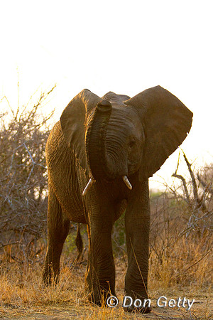 Elephant_MG_5343
