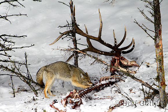 Coyote_Z2F8269