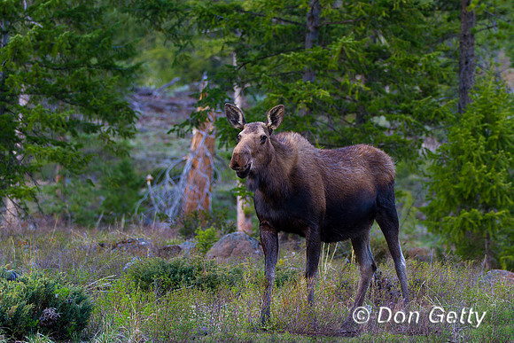 Moose_MG_3006