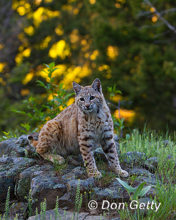 Bobcat_Z2F2037