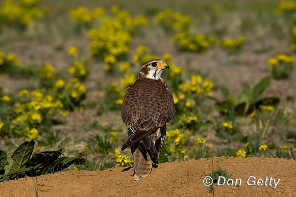 Prairie Falcon