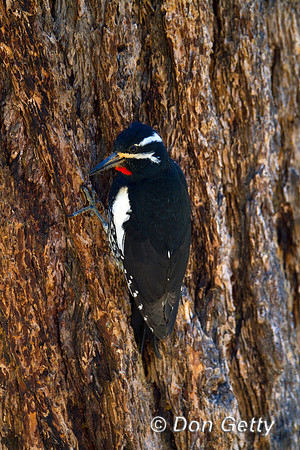 Sapsucker_Will_MG_6112