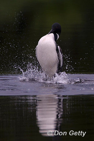 Loon_Common_R8D5746