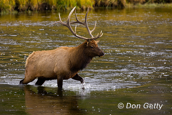Elk_MR8D1182
