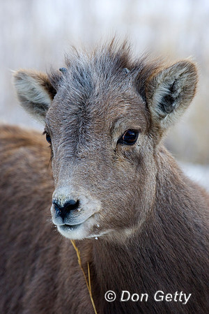 Bighorn Sheep