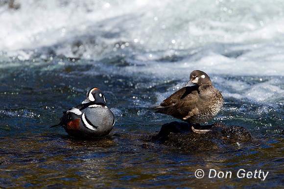 Harlequin Duck