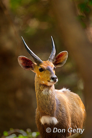 Bushbuck_Z2F1344