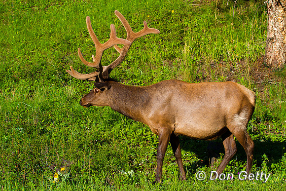 Elk_IMG_1588