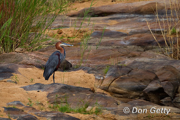 Heron_Gol_Z2F7374