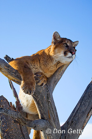 Mt_Lion_D4B0039