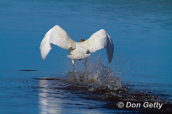 Swan_Tr_MG_3110