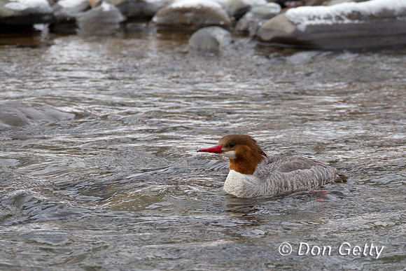 Common Merganser