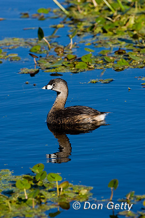 Grebe_Pied-billed_D4B7827