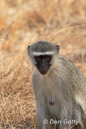 Monkey_BFV_Z2F7829
