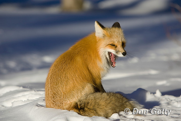 Fox_Red_R8D8141
