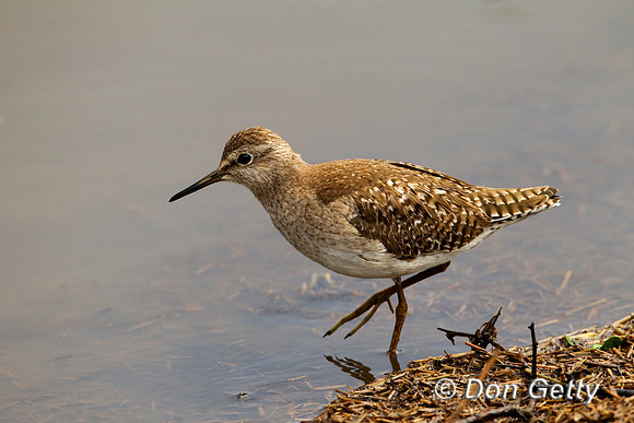 Sandpiper_W_Z2F5432