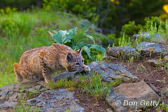 Bobcat_Z2F2212