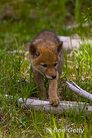 Coyote_R8D5537