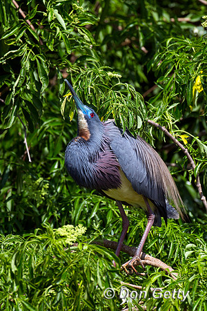 Heron_Tri-colored_Z2F9746