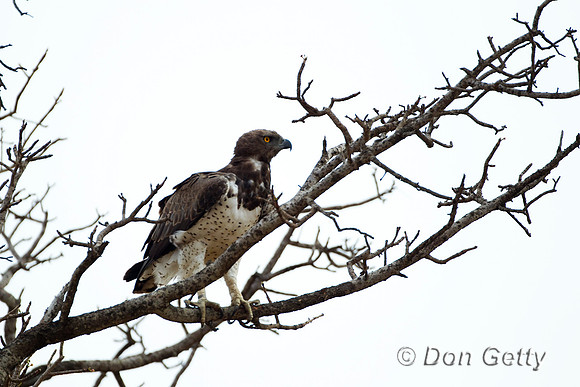 Eagle_Mar_Z2F7820