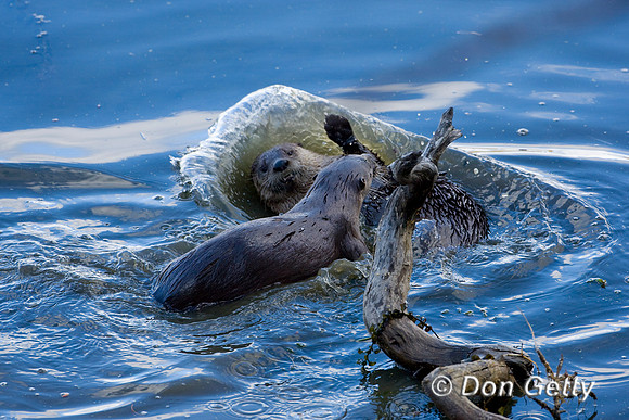 Otter_River_D4B0525