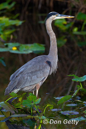 Heron_GB_Z2F2764