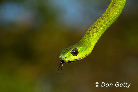 Boomslang_Z2F0843