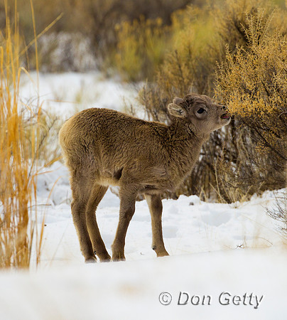 Bighorn Sheep