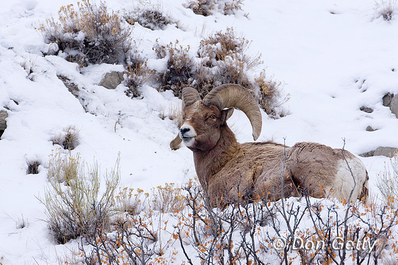 Bighorn Sheep