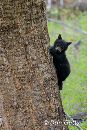 Black Bear