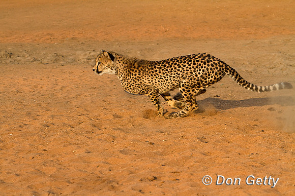 Cheetah_MG_4500