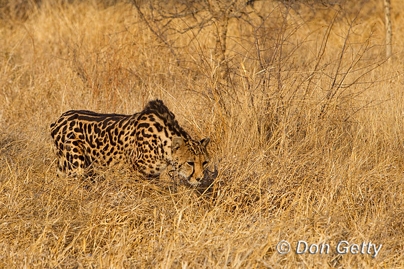 Cheetah_K_Z2F3082