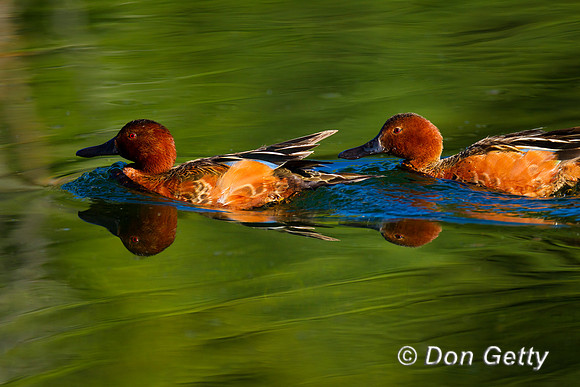 Teal_Cin_BZ2F5559