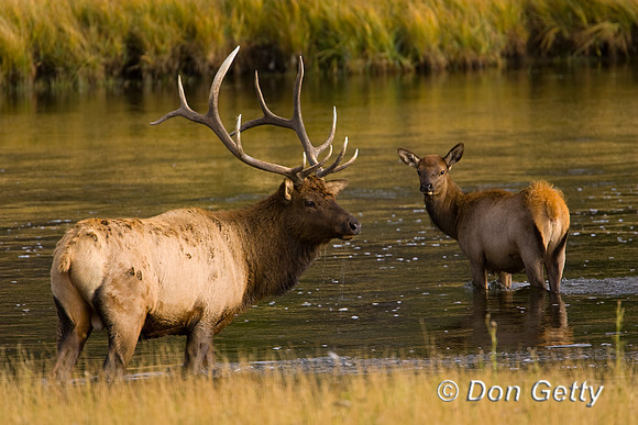 Elk_MR8D1208