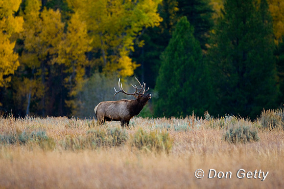 Elk_D4B9326
