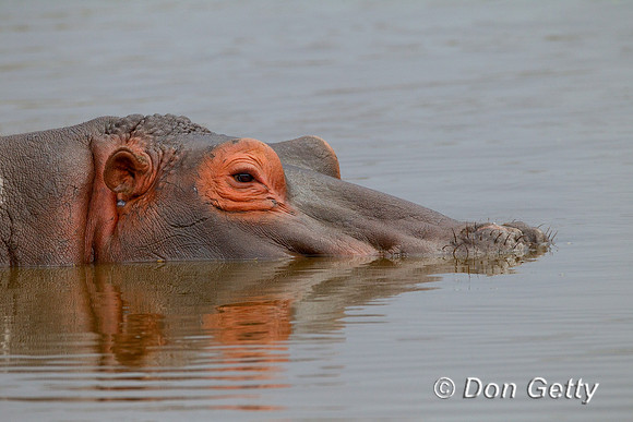 Hippo_Z2F5443