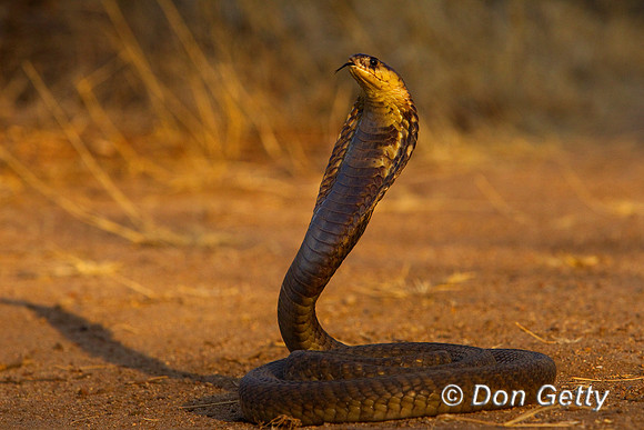 Cobra_Sn_Z2F1272