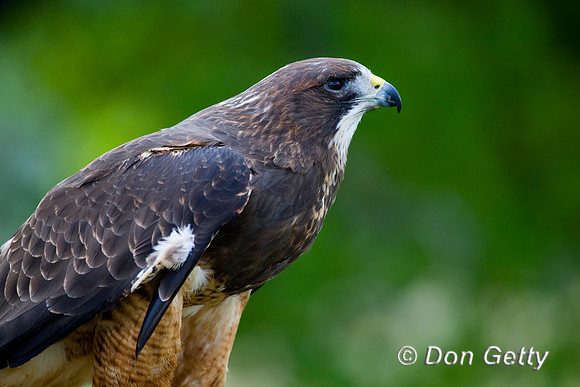 Hawk_Sw_D4B8087