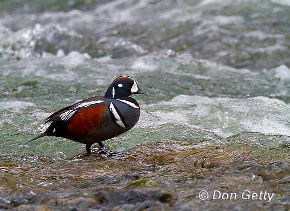 Harlequin Duck