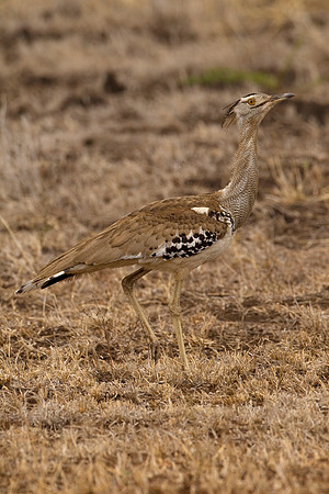 Bustard_K_Z2F8797