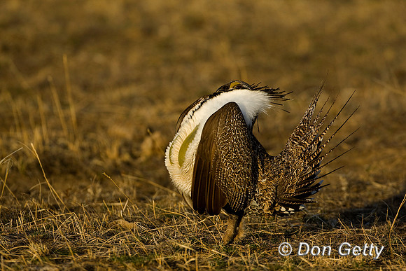 Grouse_Sage_D4B6244