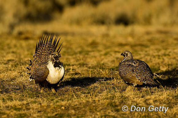 Grouse_Sage_D4B6500