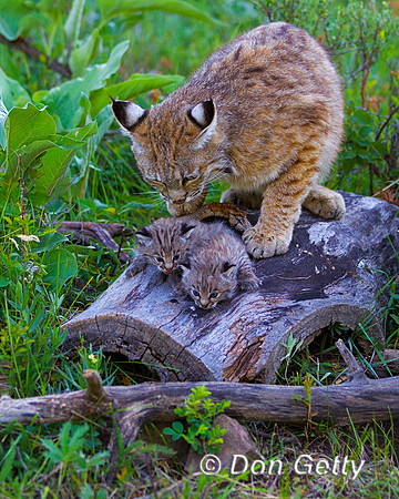 Bobcat_Z2F2680