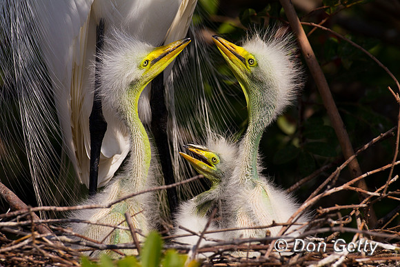 Great Egret