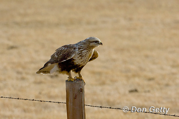 Hawk_RL_D4B3995