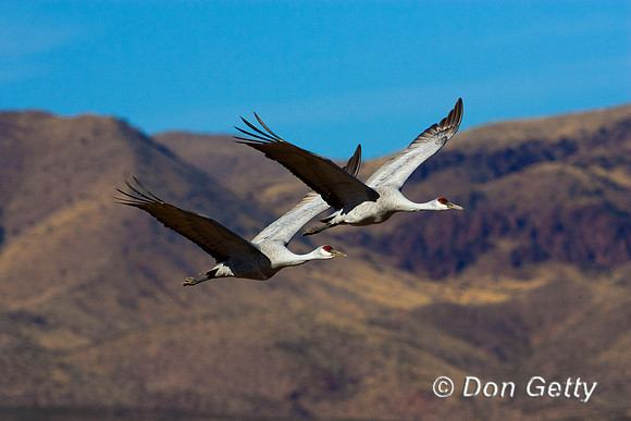 Sandhill Crane