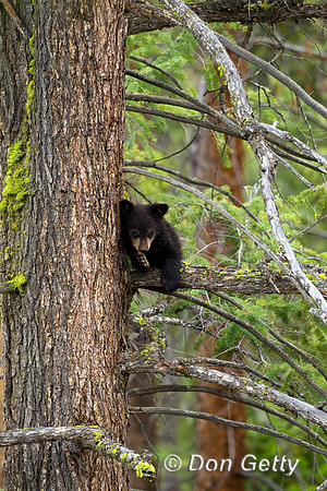 Black Bear